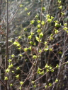 New leaves glittering with sun light